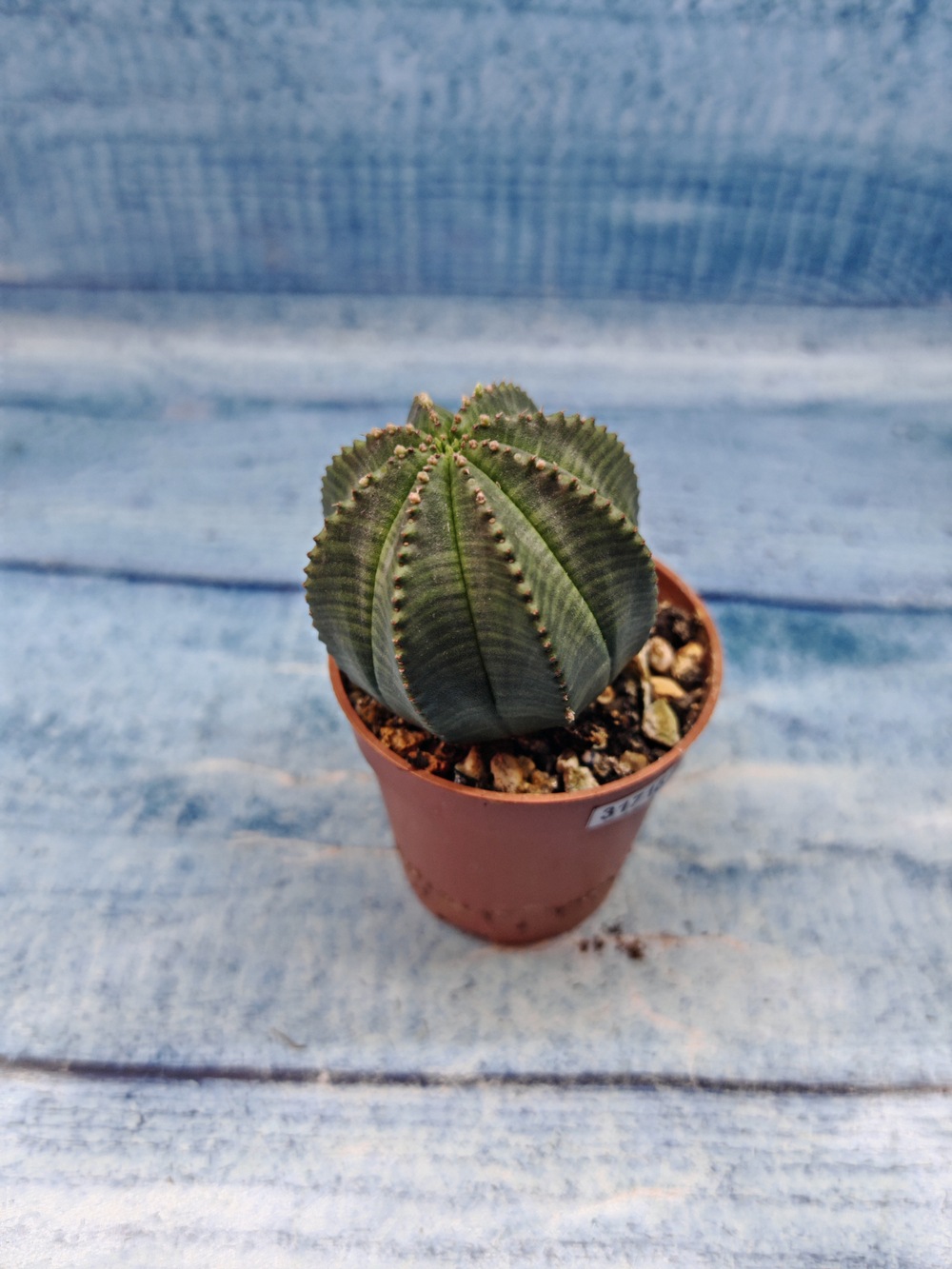 Euphoria Obesa (Эуфорбия)