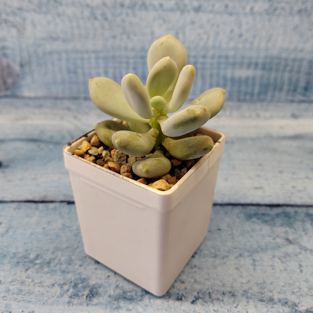 Pachyphytum Glutinicaule (Пахифитум)