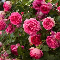 Цикламен Пьер Де Ронсар (Cyclamen Pierre De Ronsard)