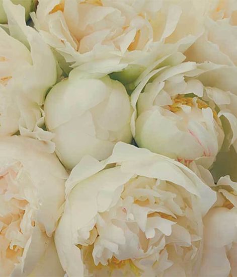 Ароматический воск Белый пион White Peony, Candle Warmers