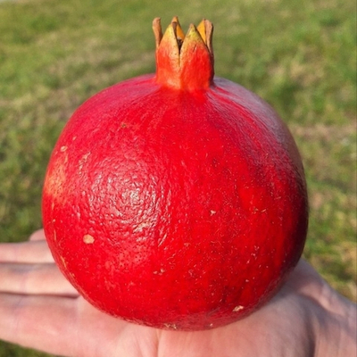 Гранат