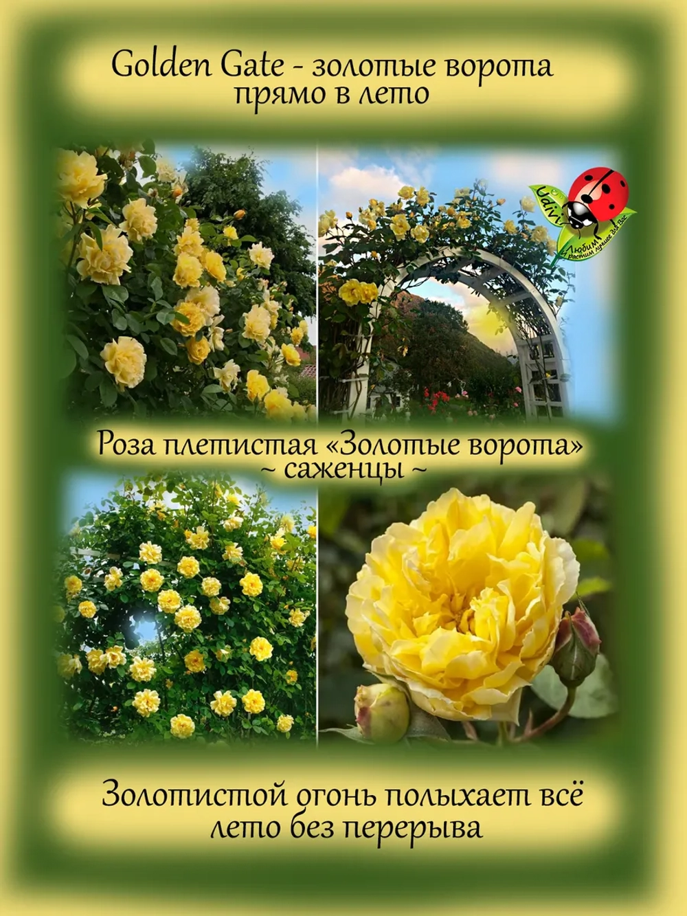 Роза Золотые ворота Голден Гейт плетистая