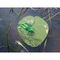 Лягушка несъедоб. Helios Crazy Frog 3,55"/9,0 см Green Lime 50шт. (HS-23-010-N)
