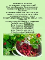 Княженика Пима полярная арктическая малина