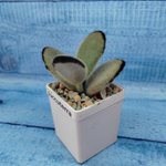 Kalanchoe Tomentosa Hybride (Каланхоэ)