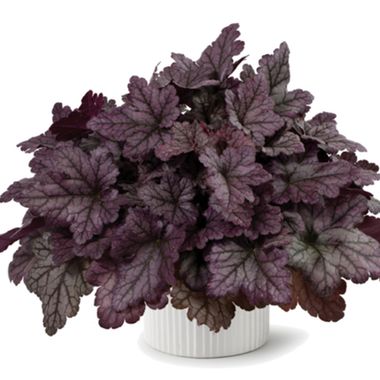 3731 Гейхера KIRA Purple Rain Forest Improved (Весна 2026)