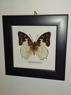 Бабочка Charaxes hardianus в рамке