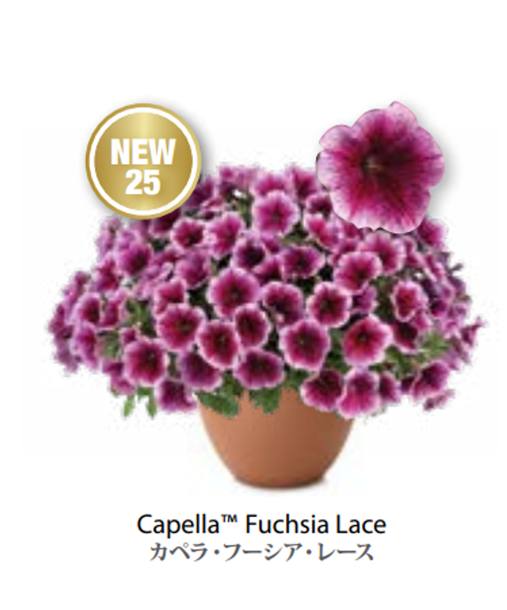 Новинка 25 ЕВРО Petunia Capella Fuchsia Lace укорененный черенок