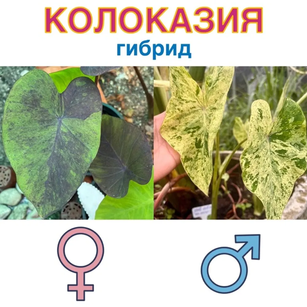 Колоказия гибрид Black Magic Var. x Paraiso семена 5 штук