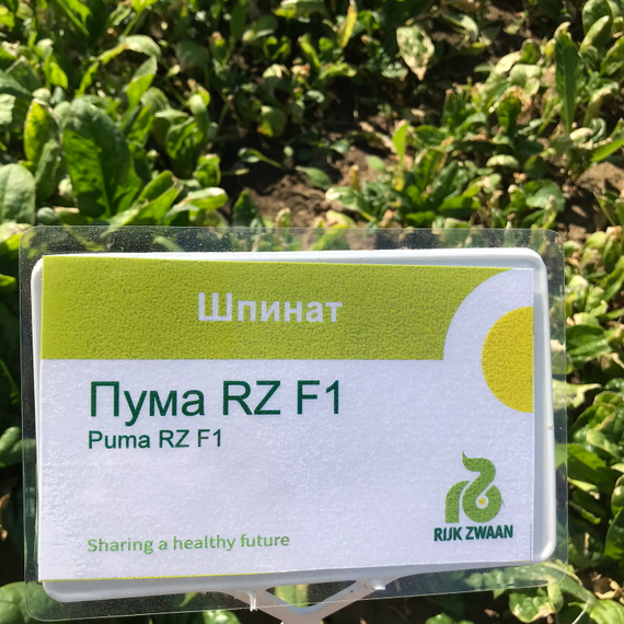 Пума F1 семена шпината (Rijk Zwaan / ALEXAGRO) культура – фото 7