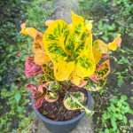 Кротон PIXIE BEE – PHUMMARIN (V59)