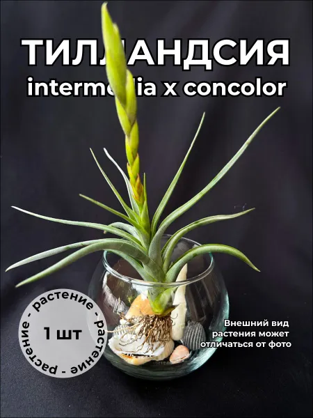 Тилландсия Интермедиа Конкольор (Tillandsia intermedia concolor)