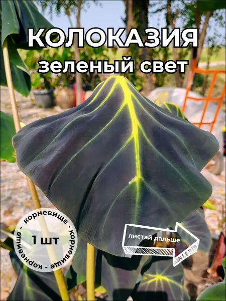 Колоказия "Зеленый свет" корневище