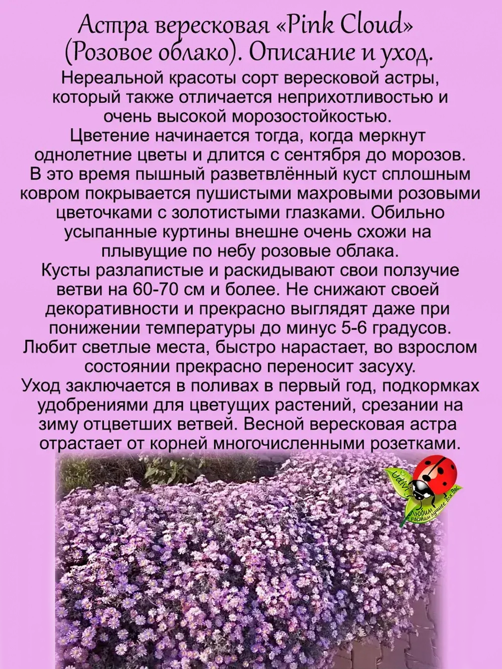 Астра вересковая Розовое облако почвопокровная