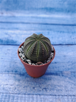 Суккулент Euphorbia Obesa (Эуфорбия)
