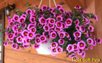 Калибрахоа Hula Soft Pink К15