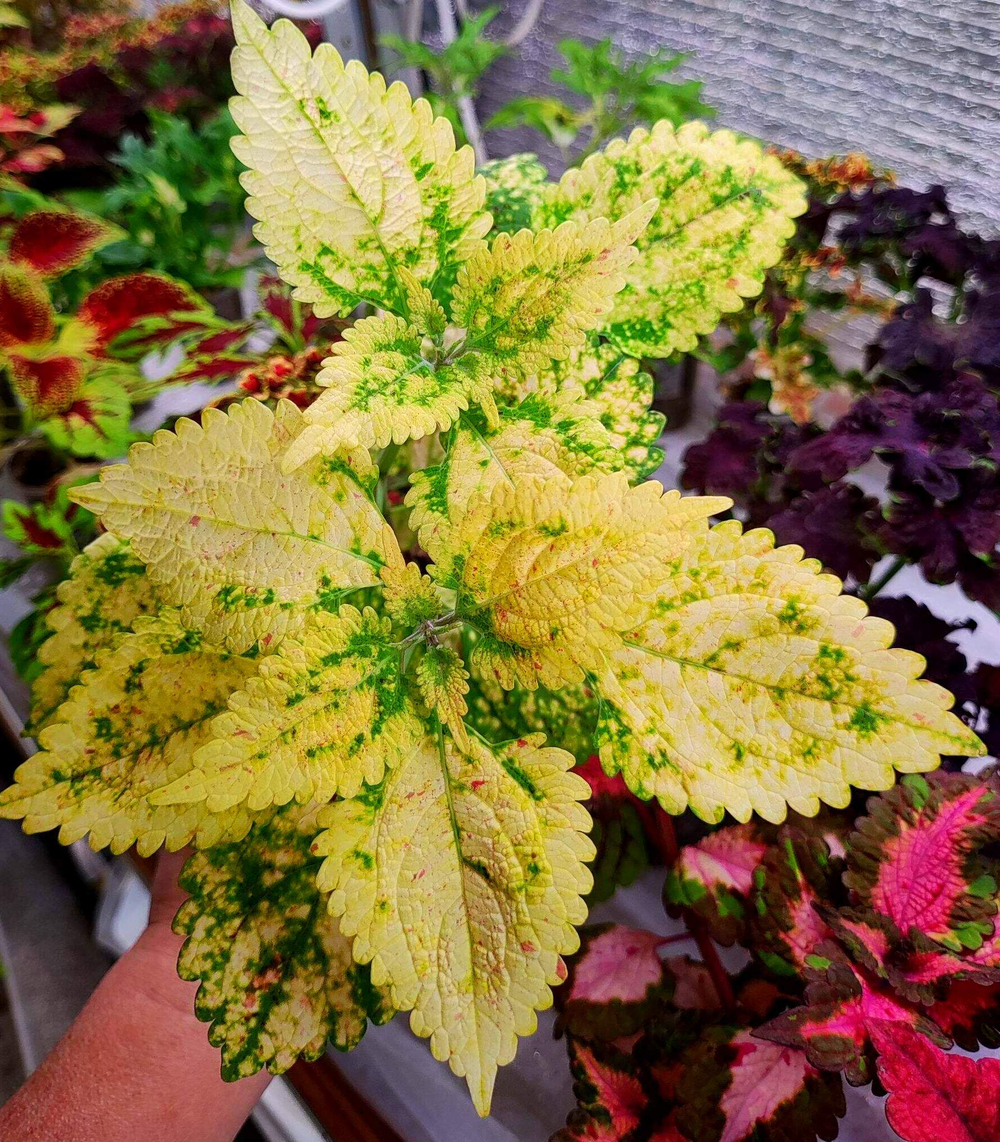 Yellow Kakariki Тай колеус