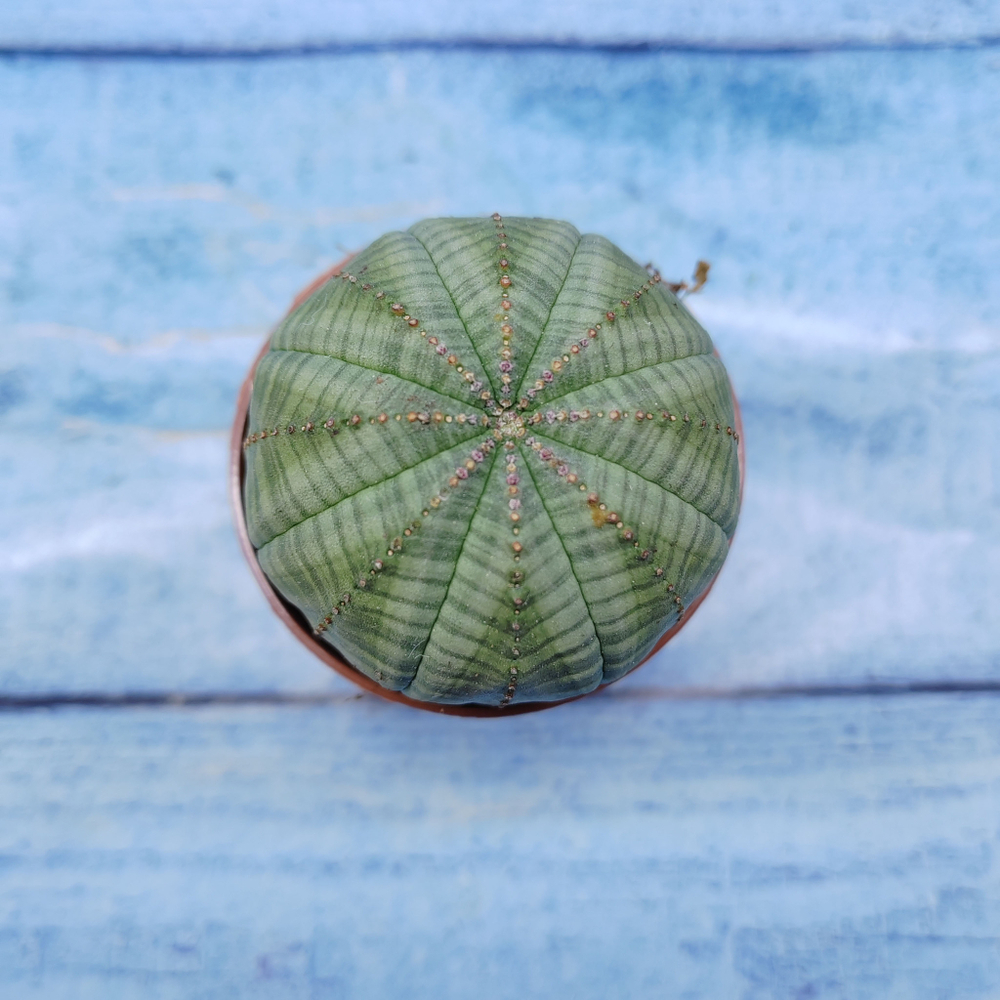 Euphorbia Obesa (Эуфорбия)