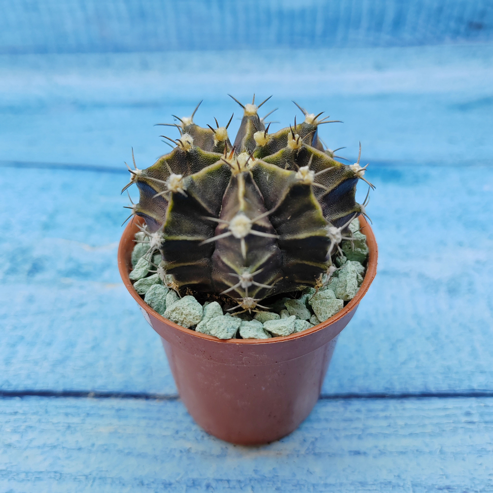 Gymnocalycium Friedrichii (Гимнокалициум)