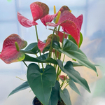 Антуриум Андре BAMBINO RED (P59)