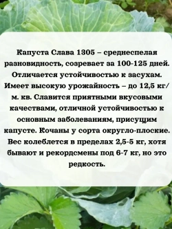 Семена капуста белокочанная Слава 1305 5 гр
