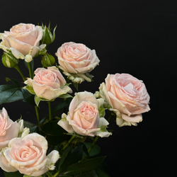 Роза кустовая miss peony нежно-розовая 50см