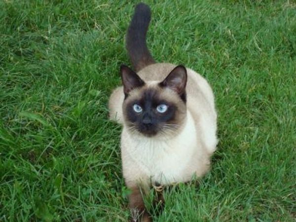 Сиамские кошки Сиамские кошки