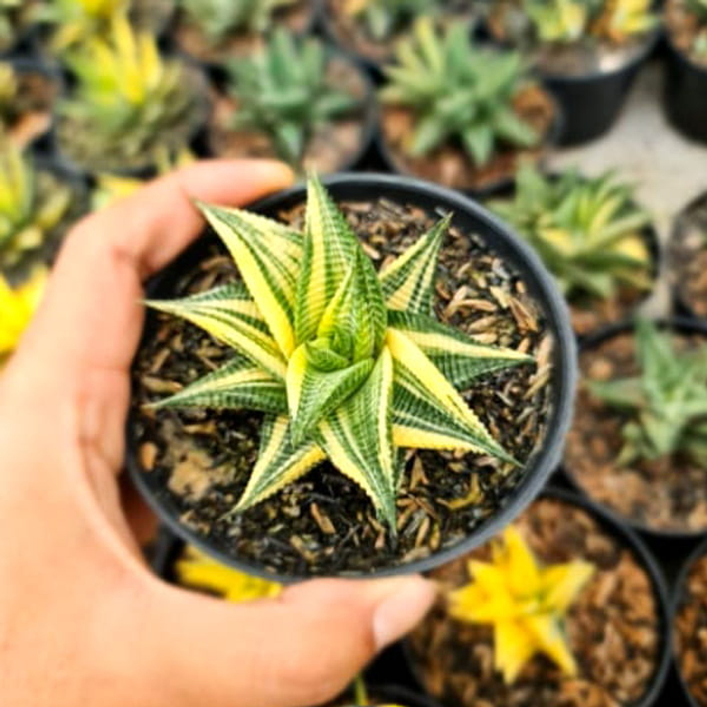 Хавортия LIMIFOLIA VAR LITE