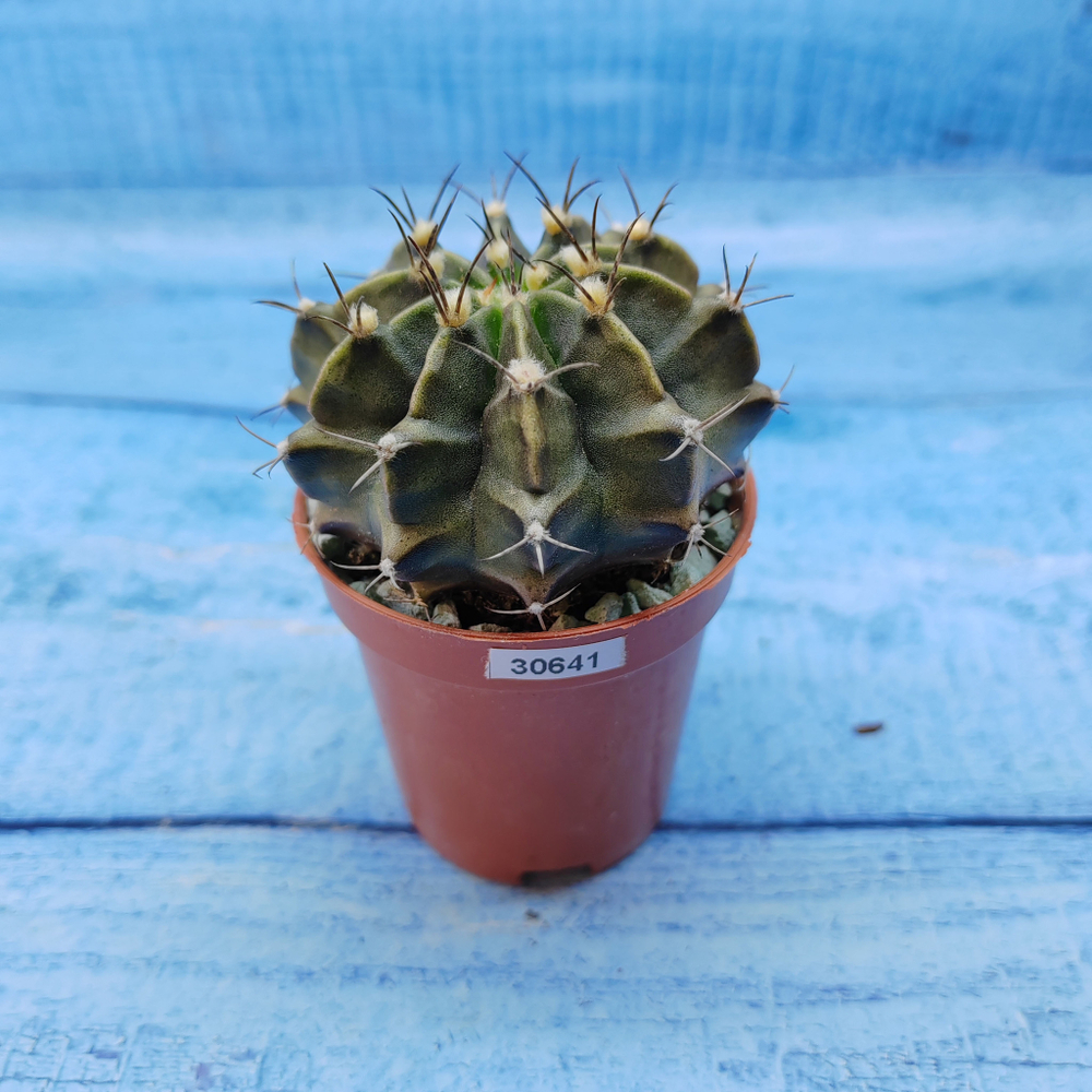 Gymnocalycium Friedrichii (Гимнокалициум)