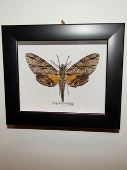 Бражник Isognathus rimosa в рамке