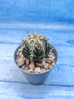 Astrophytum Myriostigma Fukuryu (Астрофитум)