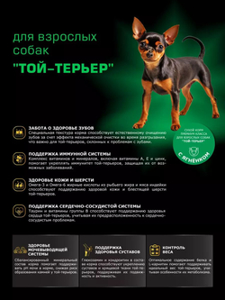 Корм сухой для взрослых собак породы Той-терьер, с ягненком, 2,5 кг, QUATTRO