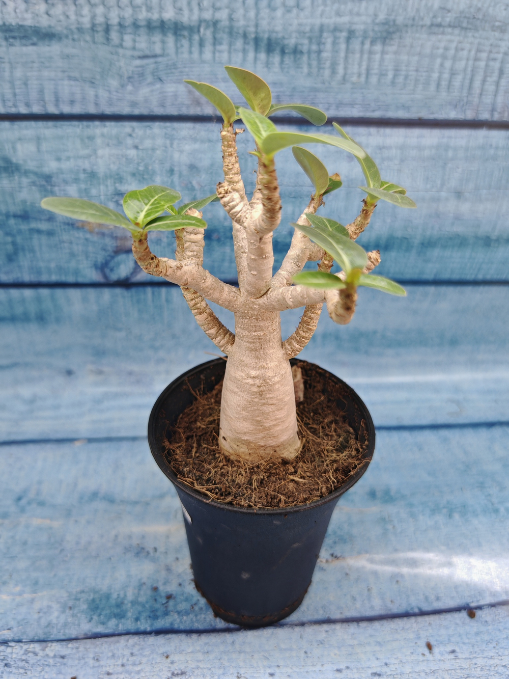 Adenium Baobab (Адениум)