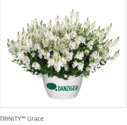 ЕВРО Диасция Trinity Grace укорененный ЕВРО черенок февраль поставка 21