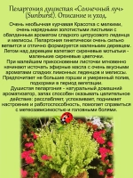 Пеларгония Солнечный луч Санберст душистая