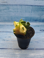 Astrophytum Myriostigma variagate (Астрофитум вариегатный)