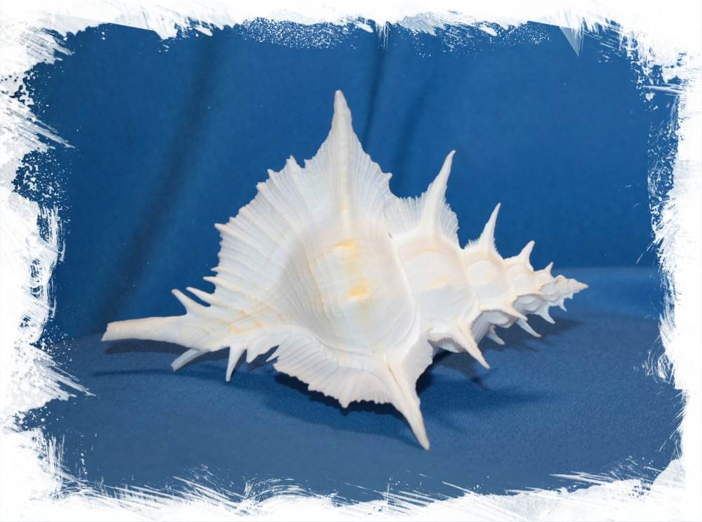 Siratus alabaster