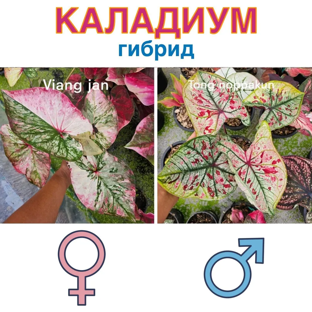 Каладиум гибрид Viang jam x Tong noppakun семена 5 штук