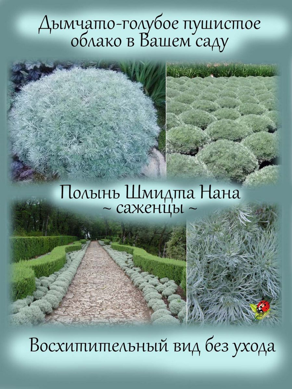 Полынь Шмидта Нана серебристая многолетняя