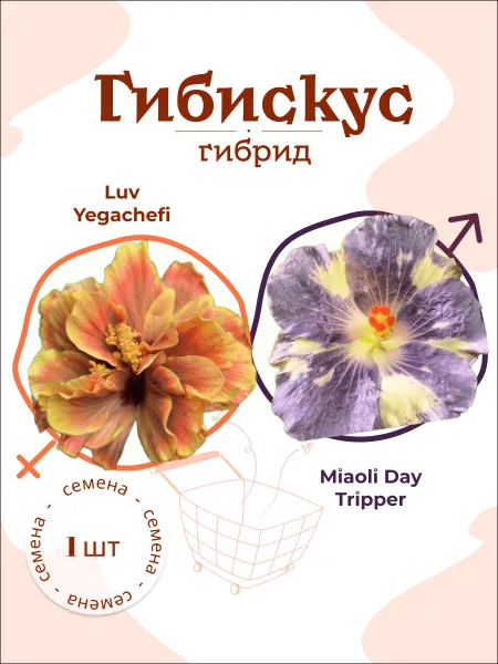Гибискус Luv Yegachefi x Miaoli Day Tripper — семена, 1 шт.