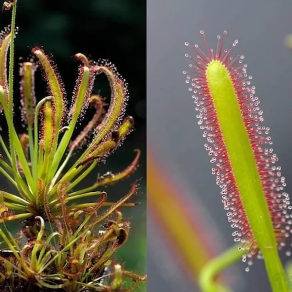 Росянка Drosera capensis albino — семена, 3 шт.