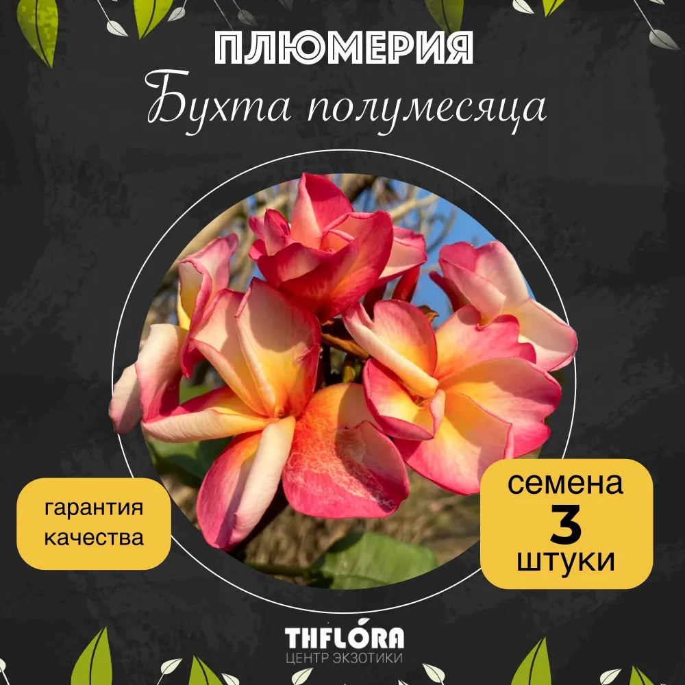 Плюмерия "Бухта полумесяца" семена 3 шт