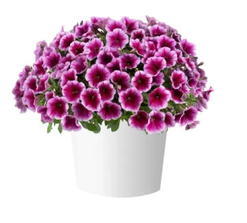 Петуния ампельная Capella Fuchsia Lace (П14)