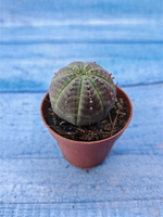 Euphorbia Obesa (Эуфорбия)