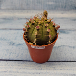 Gymnocalycium Friedrichii (Гимнокалициум)