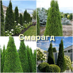 Туя западная Смарагд Р9 20-25 см