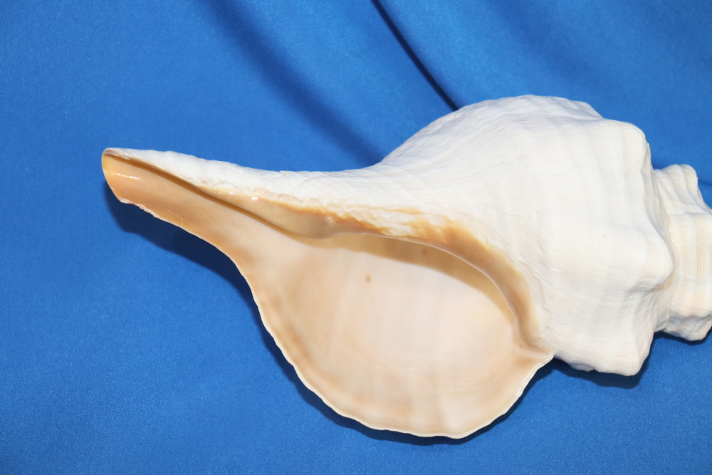Раковина Плеуроплока гигантея (Pleuroploca gigantea) 1 шт., 32 см