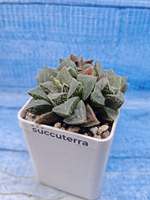 Haworthia Pygmaea (Хавортия)