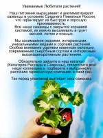 Пеларгония Счастливая мысль розовый Хеппи Тач