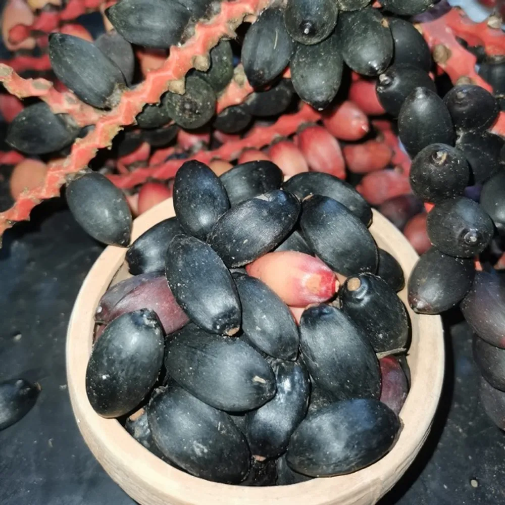 Пинанга пальма Pinanga​ Perakensis — семена, 2 шт.